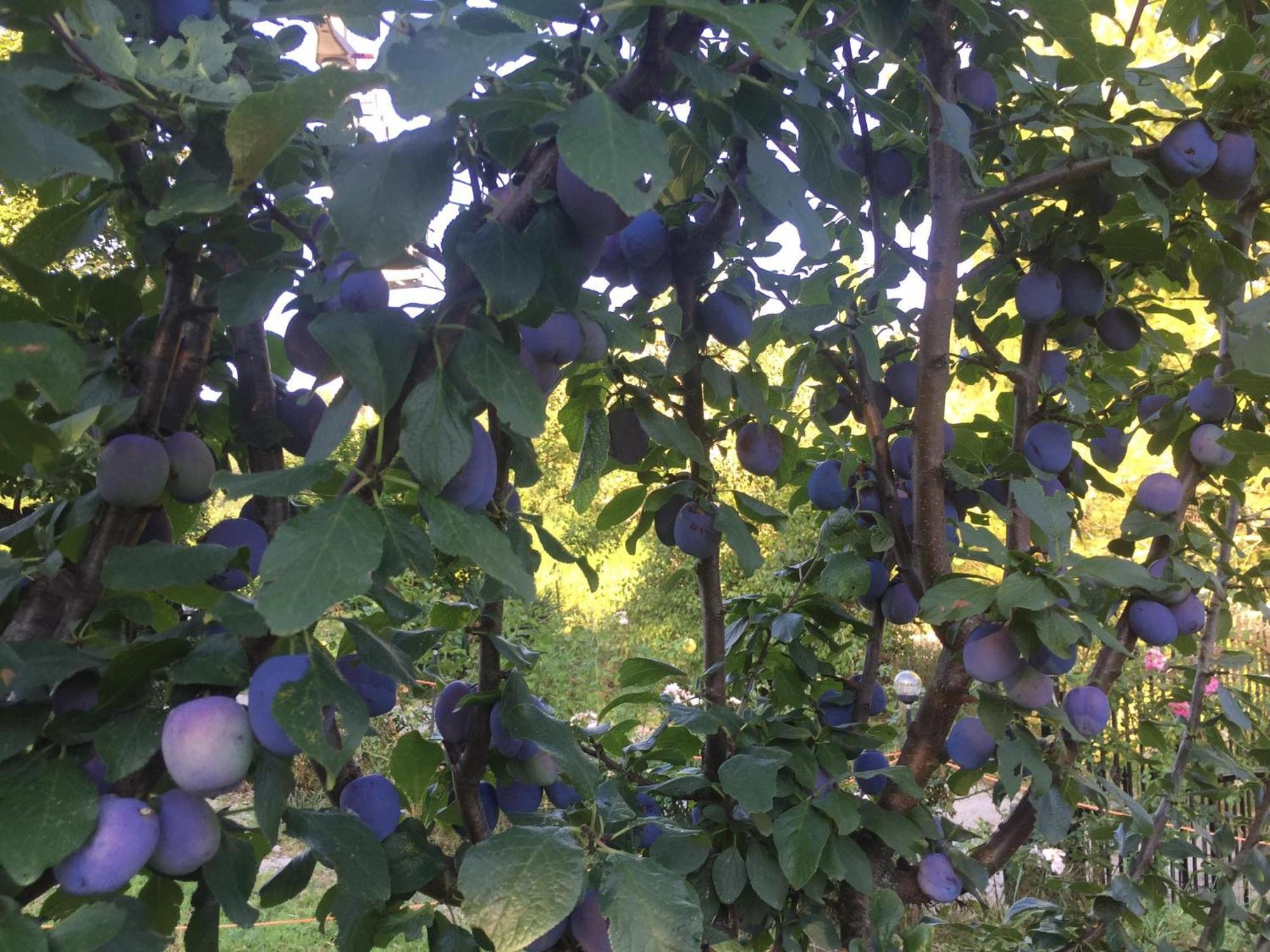 Salara Farmhouse Koper Zewnętrze zdjęcie